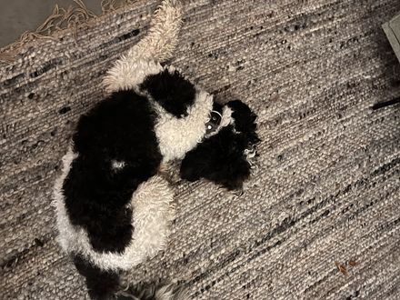 Sammie - lieve, sociale Aussie Doodle 