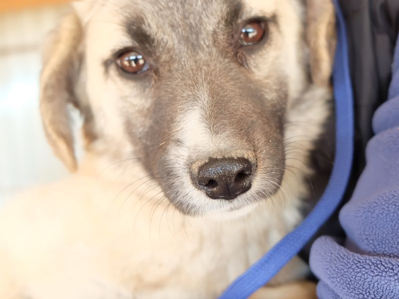Mini pup gered uit kill shelter