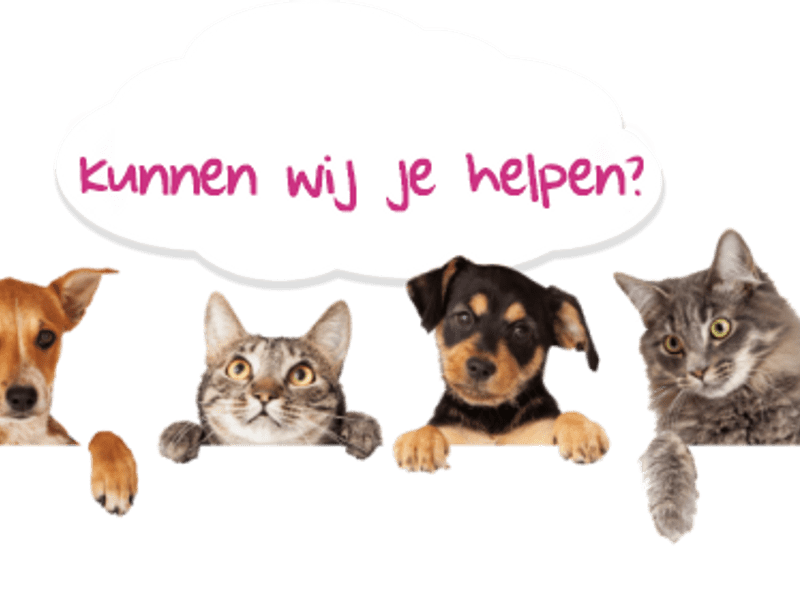 Honden ter adoptie