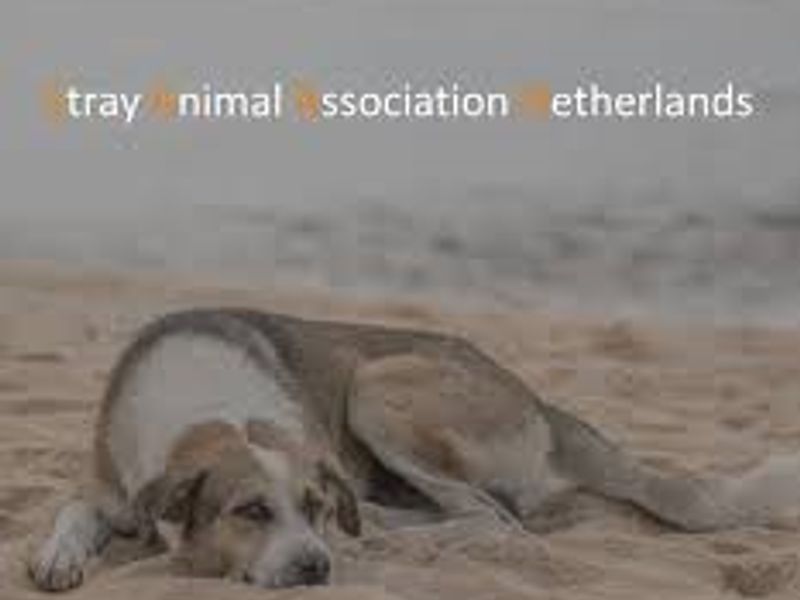 Stray Animal Association Netherlands