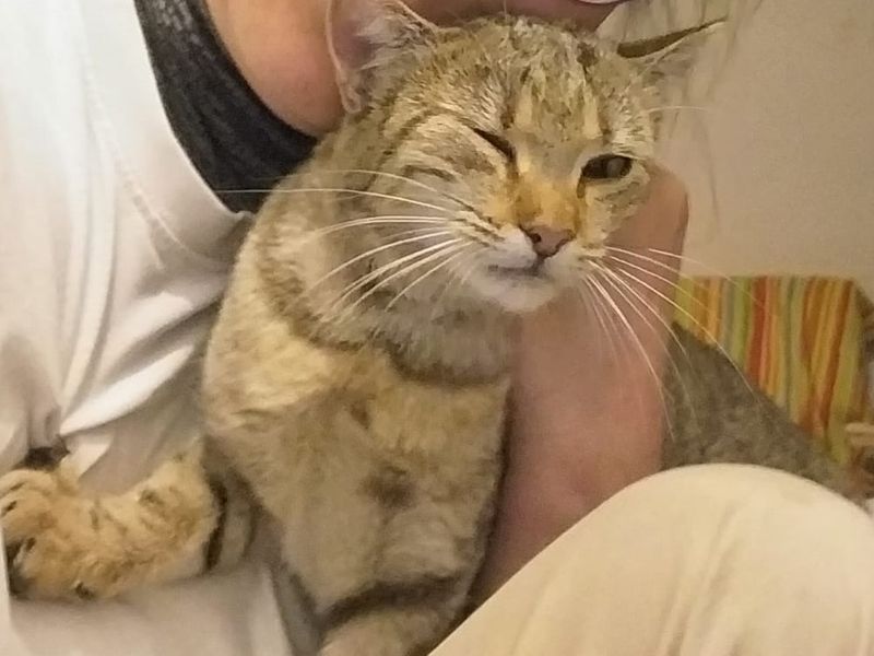 Knuffelkat Shinny zoekt haar knuffelbaasje