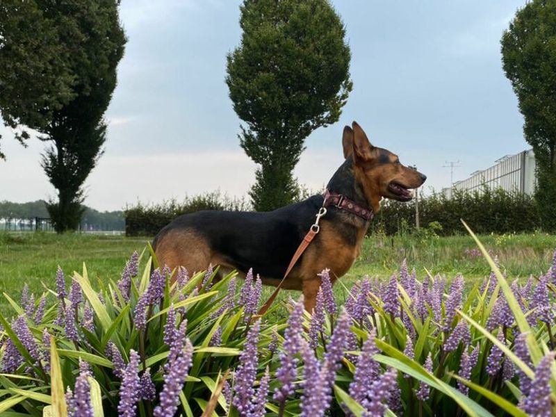 Amy (Podenco herder mix ter adoptie)