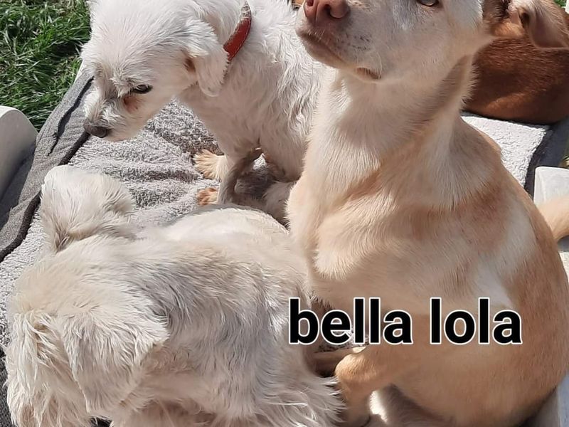 BELLA LOLA kleine labrador look-a-like