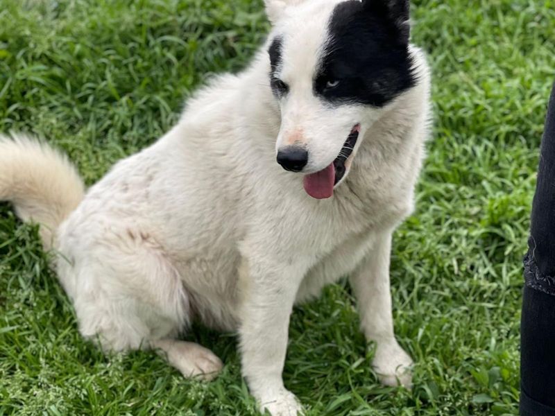 KNAPPE ALBUS MET TWEE KLEUREN OGEN WIL NAAR JOU KNIPOGEN! 