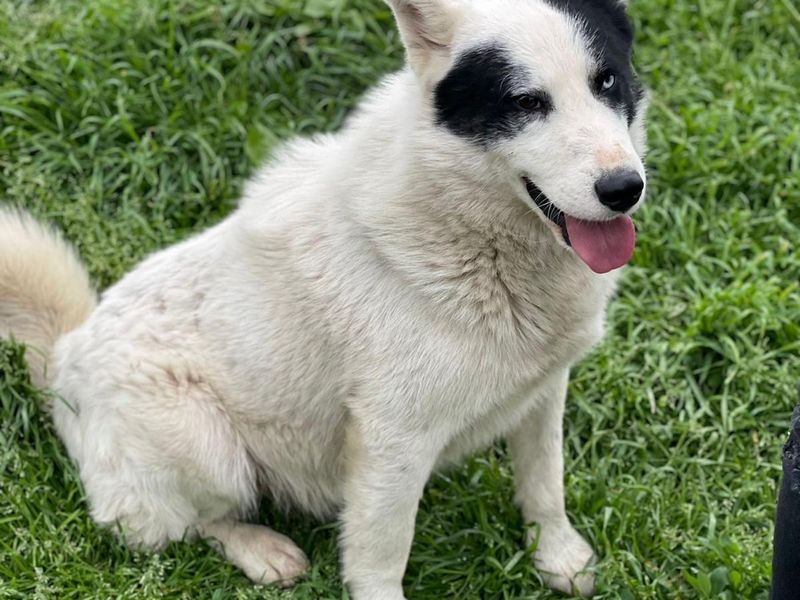 KNAPPE ALBUS MET TWEE KLEUREN OGEN WIL NAAR JOU KNIPOGEN! 