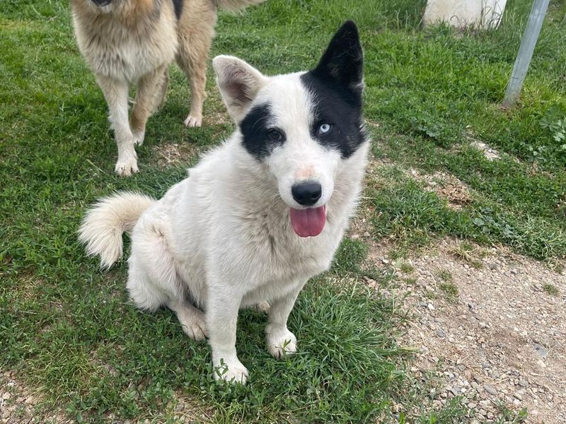 KNAPPE ALBUS MET TWEE KLEUREN OGEN WIL NAAR JOU KNIPOGEN! 