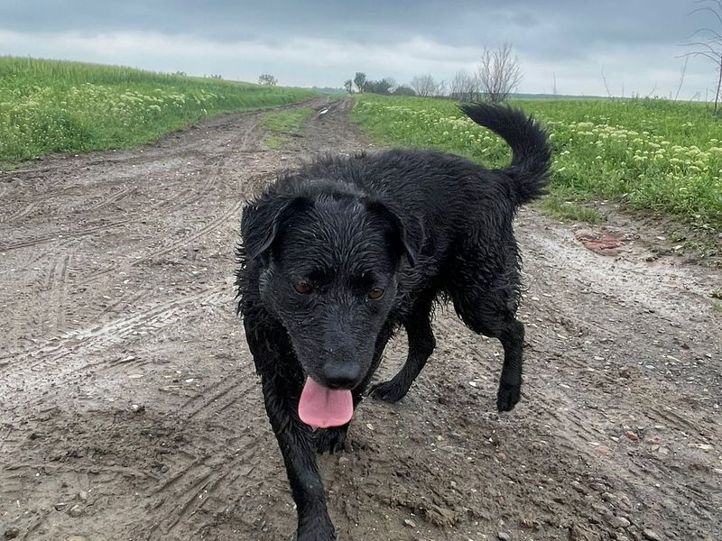 TINA ‘ mini labrador’! 