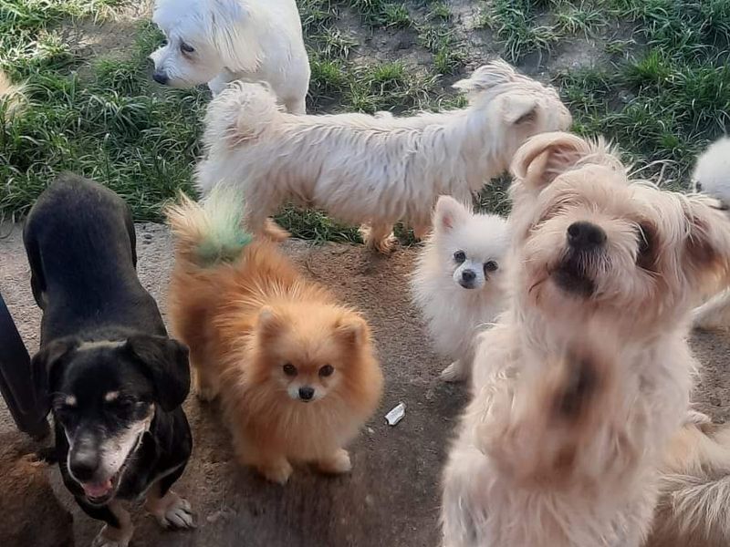 Lacky, een senior hondje met veel liefde