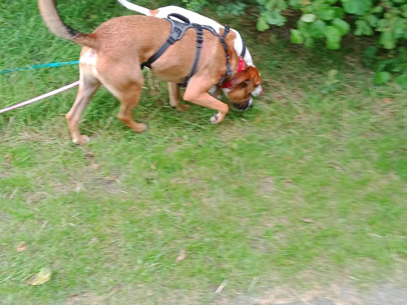 Rocky is te bezoeken in Zwanenburg