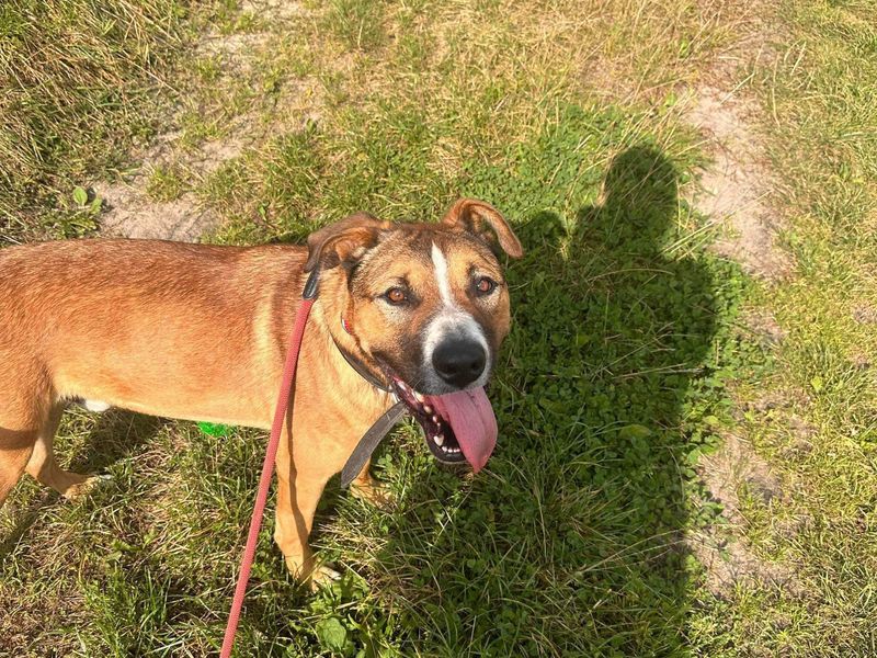 Rocky is te bezoeken in Zwanenburg