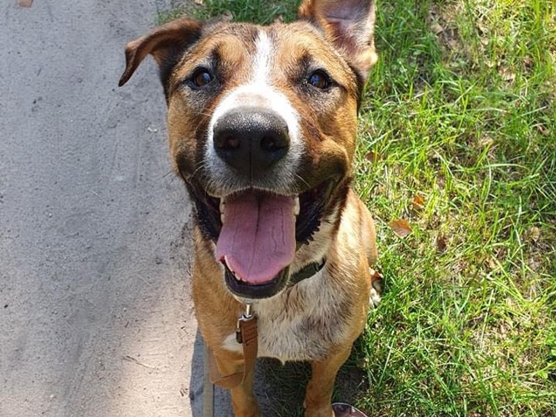 Rocky is te bezoeken in Zwanenburg