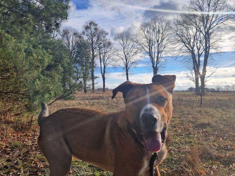 Rocky is te bezoeken in Zwanenburg