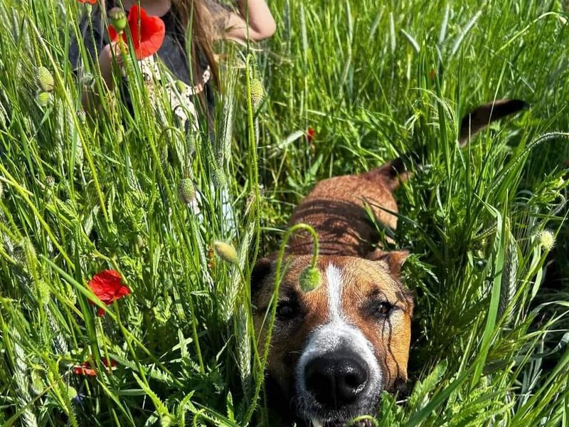 Rocky is te bezoeken in Zwanenburg