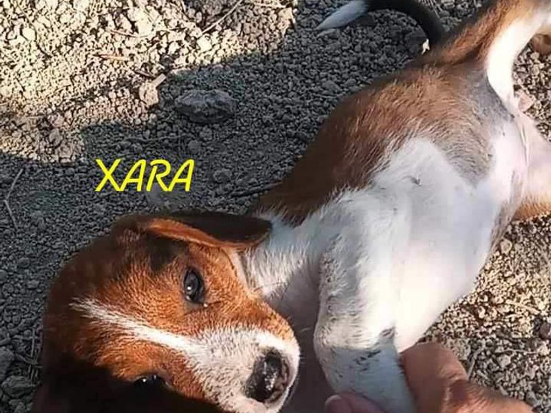 Xara