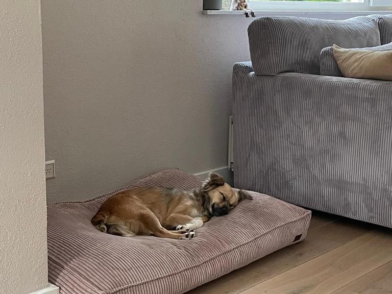 Lieve en rustige Nala zoekt dito home