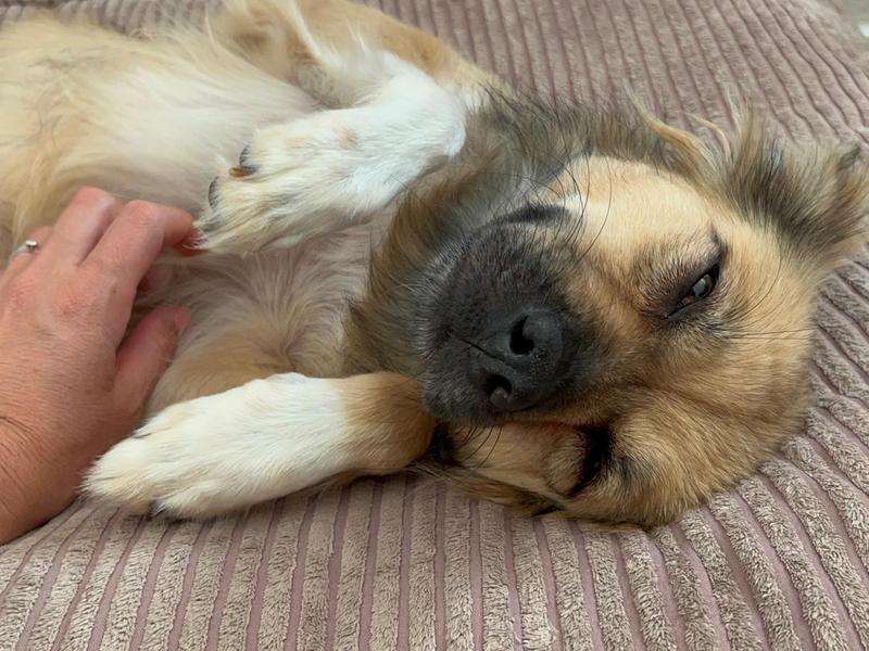 Lieve en rustige Nala zoekt dito home