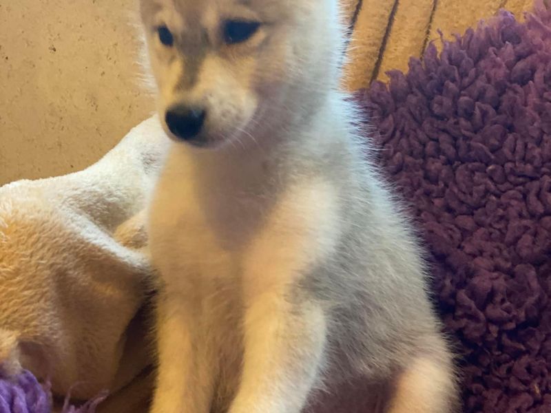 Pup husky blauwe ogen 