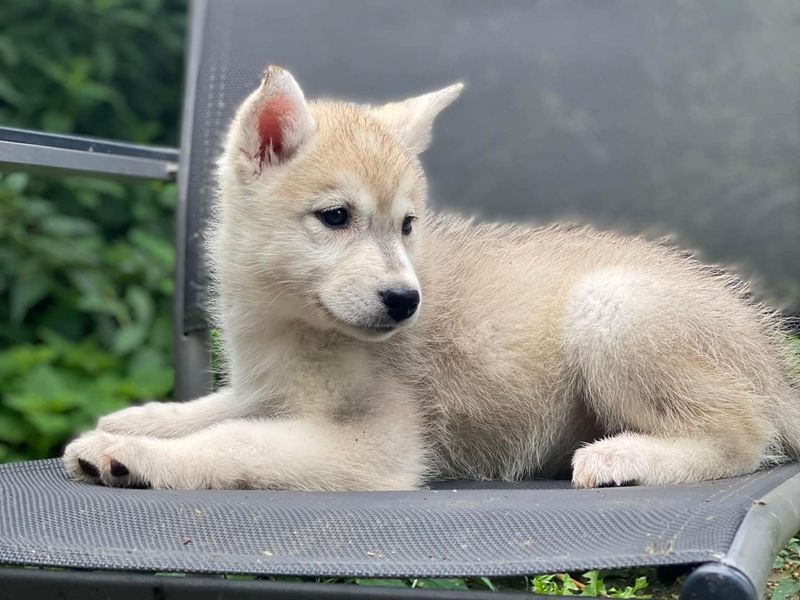 Pup husky blauwe ogen 