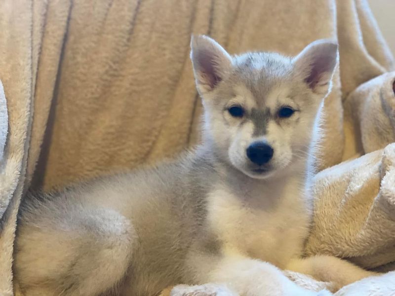 Pup husky blauwe ogen 