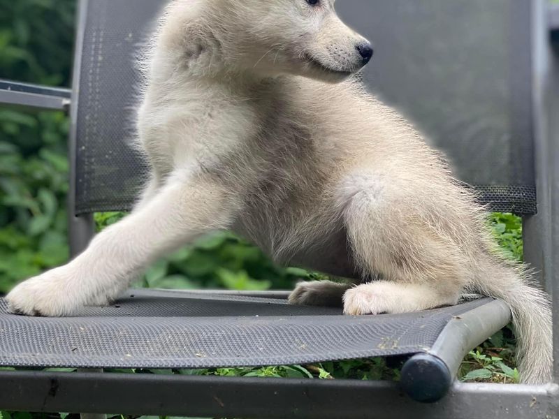 Pup husky blauwe ogen 