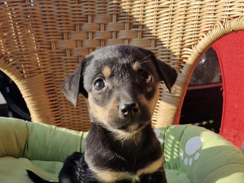 PUPPIES ALERT ‘Teckel mixjes’ 