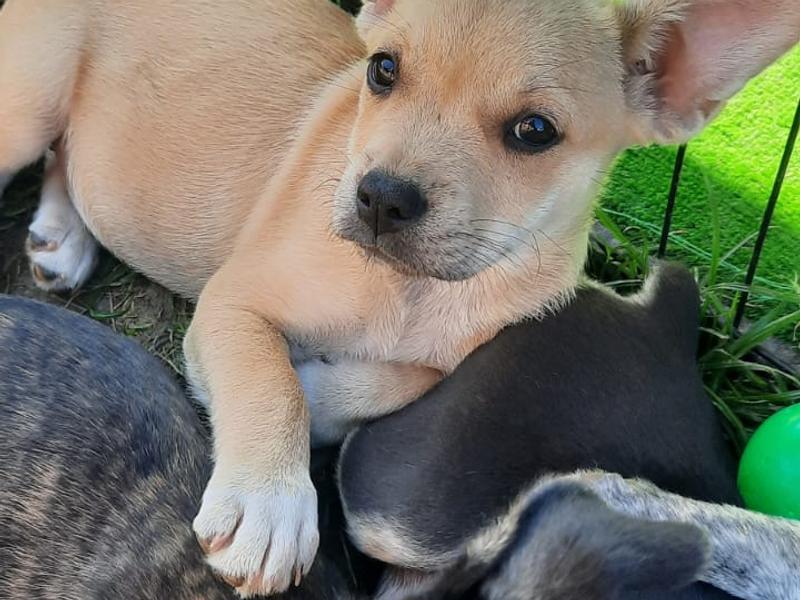 PUPPIES ALERT ‘Teckel mixjes’ 