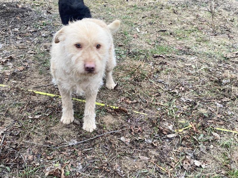 Puppy Baron blijft alleen achter in het asiel? 