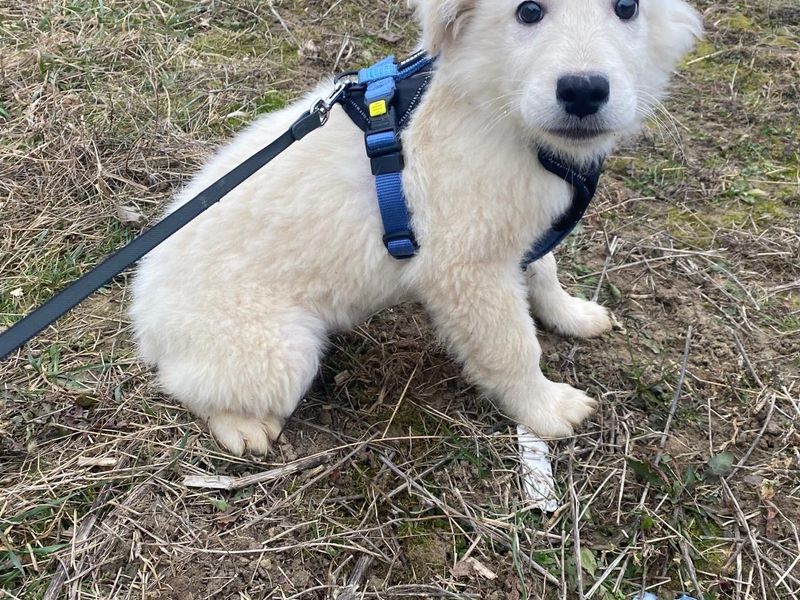 Puppy Baron blijft alleen achter in het asiel? 