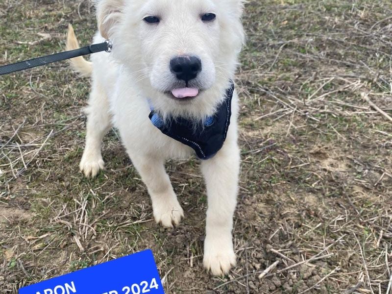 Puppy Baron blijft alleen achter in het asiel? 