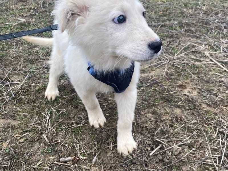 Puppy Baron blijft alleen achter in het asiel? 
