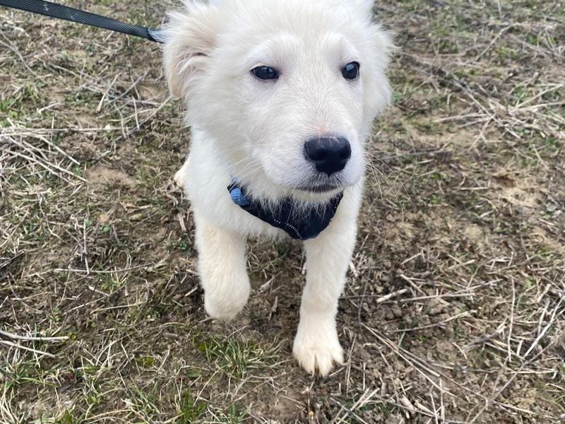 Puppy Baron blijft alleen achter in het asiel? 