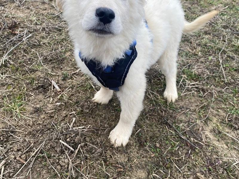 Puppy Baron blijft alleen achter in het asiel? 