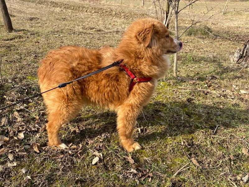 LUCA (eigenlijk te lief voor deze wereld!) 