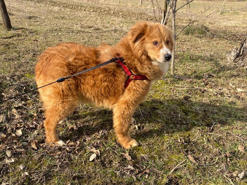 LUCA (eigenlijk te lief voor deze wereld!) 