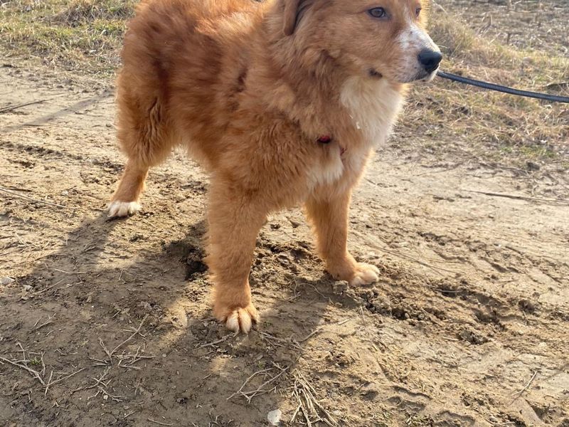 LUCA (eigenlijk te lief voor deze wereld!) 