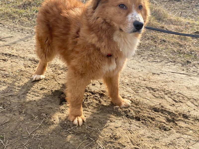 LUCA (eigenlijk te lief voor deze wereld!) 