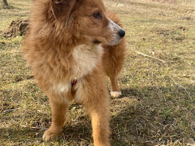 LUCA (eigenlijk te lief voor deze wereld!) 