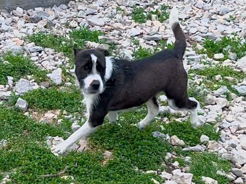 Robin zoek een warm mandje