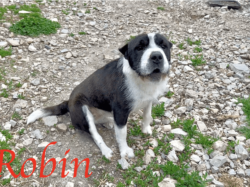 Robin zoek een warm mandje