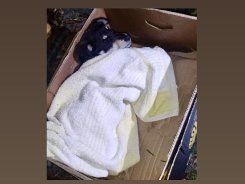 Simon *Gereserveerd*