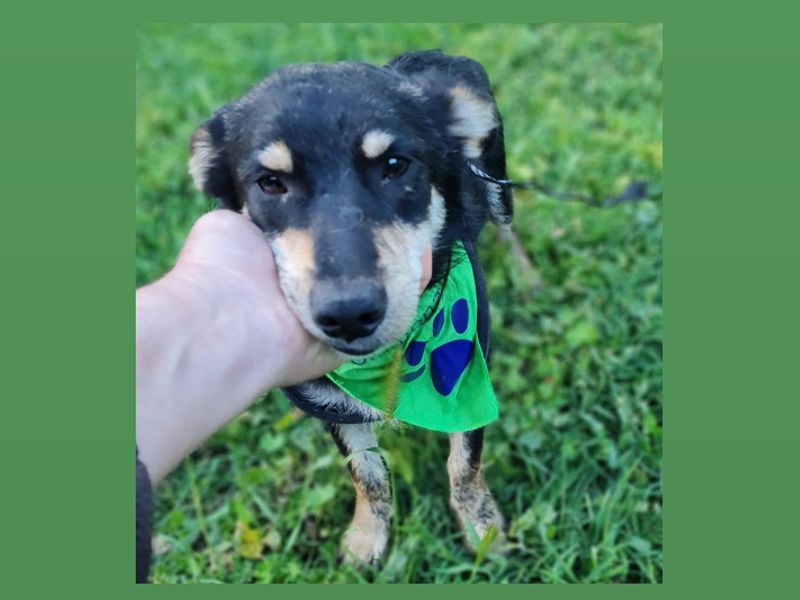 Simon *Gereserveerd*