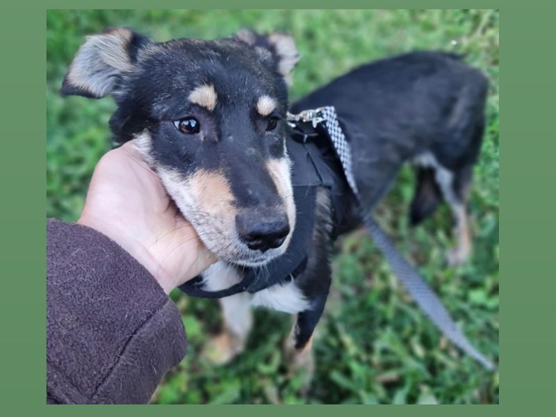 Simon *Gereserveerd*