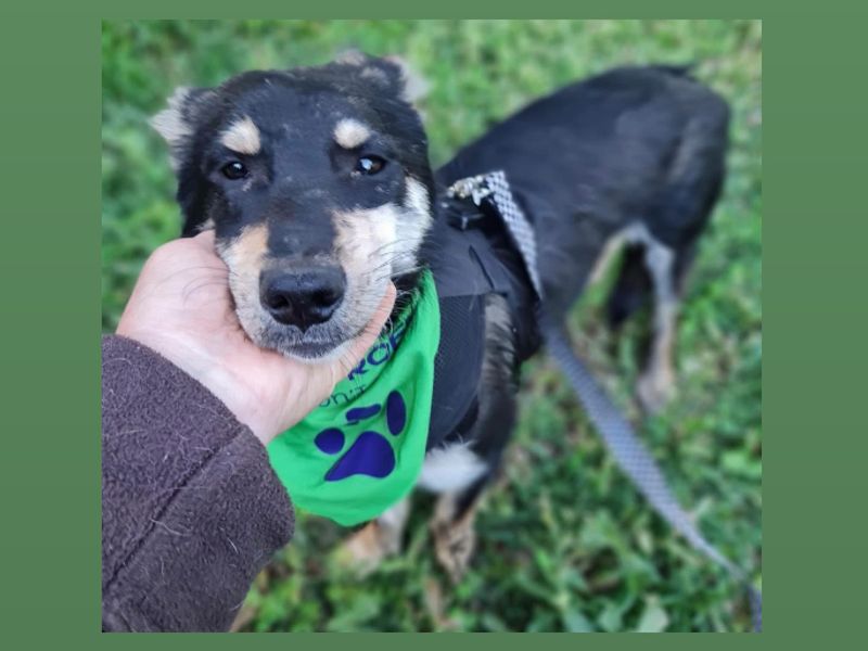 Simon *Gereserveerd*