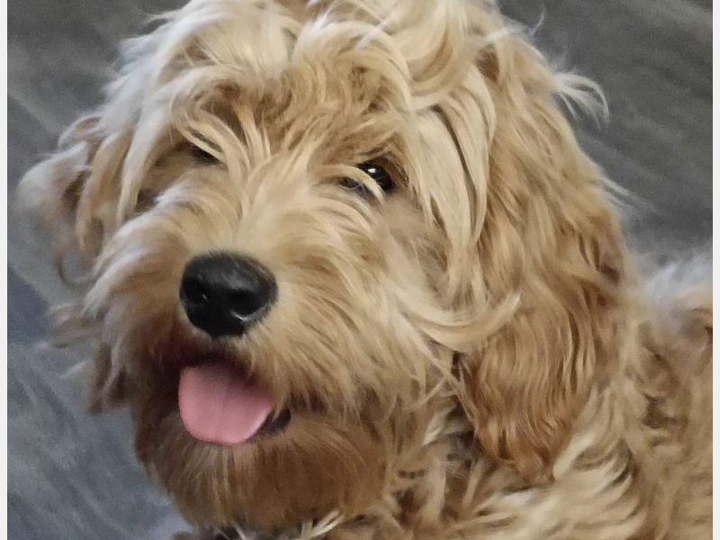 CHARLIE , het zonnetje in huis