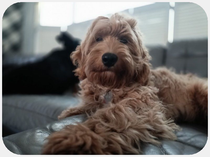 CHARLIE , het zonnetje in huis