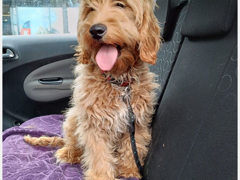 CHARLIE , het zonnetje in huis