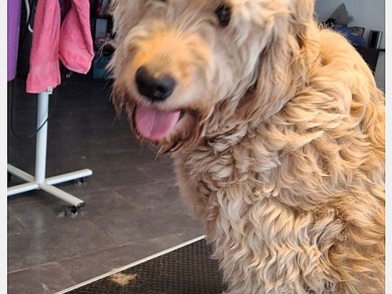 CHARLIE , het zonnetje in huis