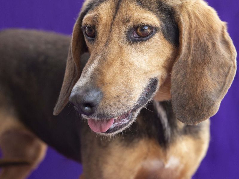 Relaxte en lieve Nadith, zoekt een warme mand om lekker in te chillen.