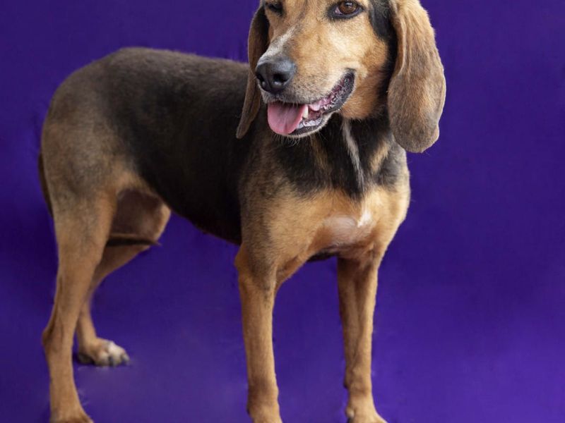 Relaxte en lieve Nadith, zoekt een warme mand om lekker in te chillen.