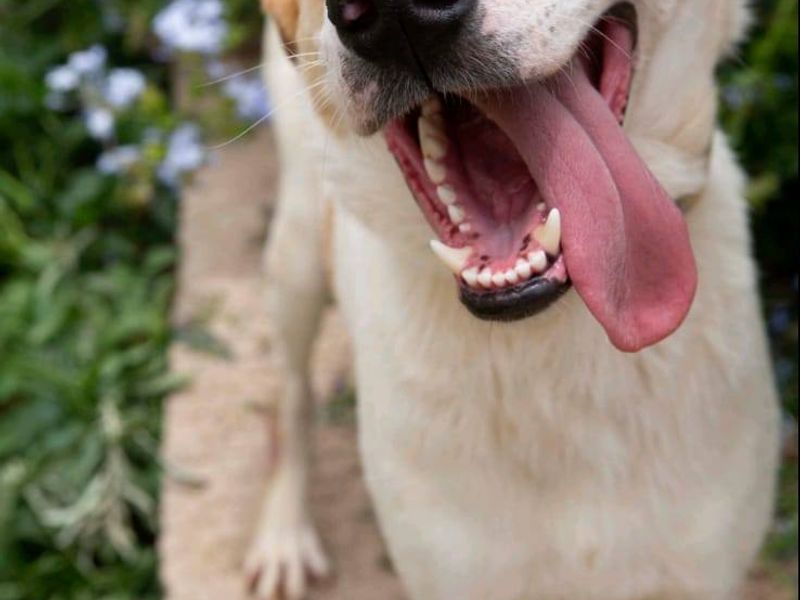 Energieke jonge kerel zoekt de ideale match, ontmoet SOL.